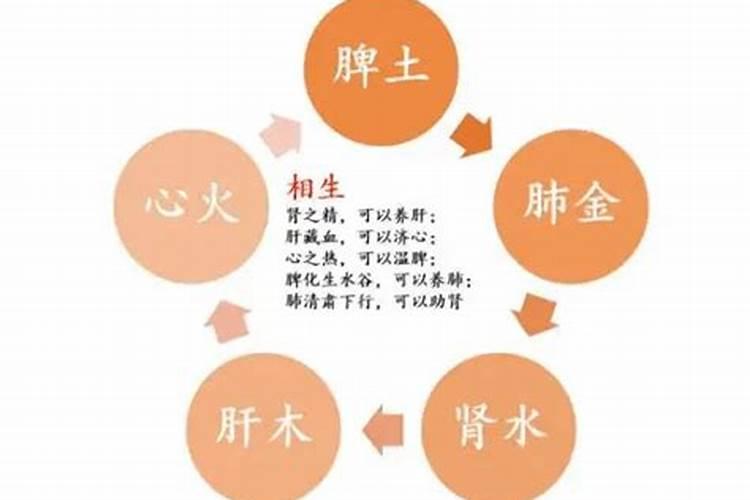 肝属于五行中的什么脾属