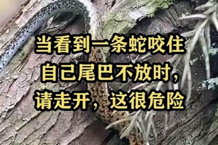 梦见看见蛇的尾巴是什么意思