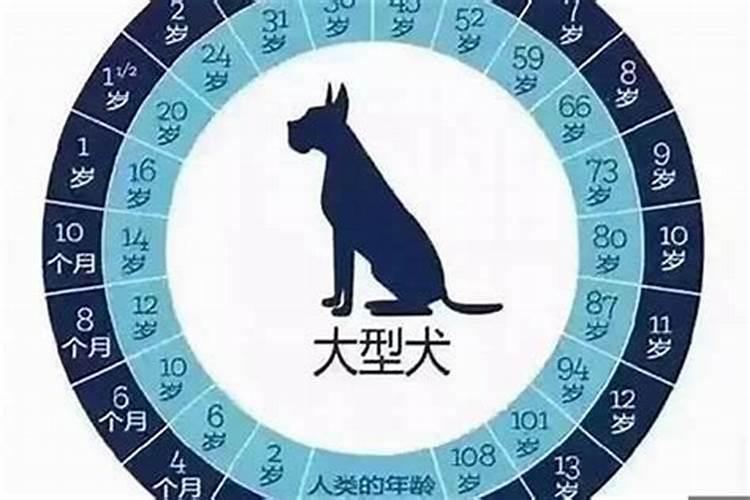 七十几岁属狗的是哪一年的