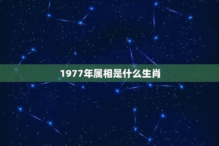 77年是什么属相