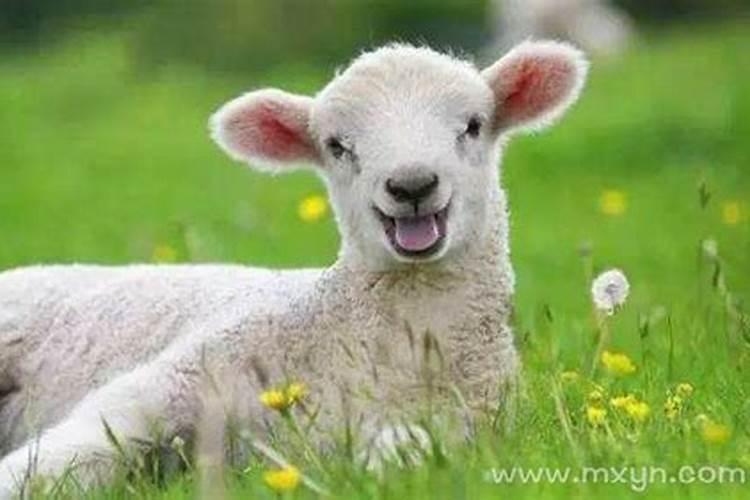 梦到好多小绵羊意味着什么