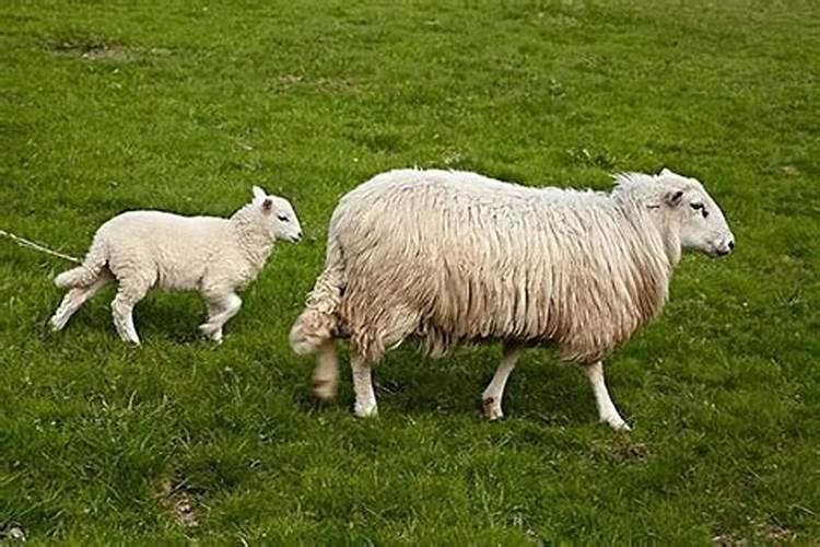 怀孕梦见绵羊是什么意思