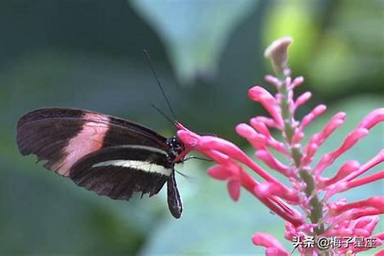 天蝎女跟狮子座男合适吗