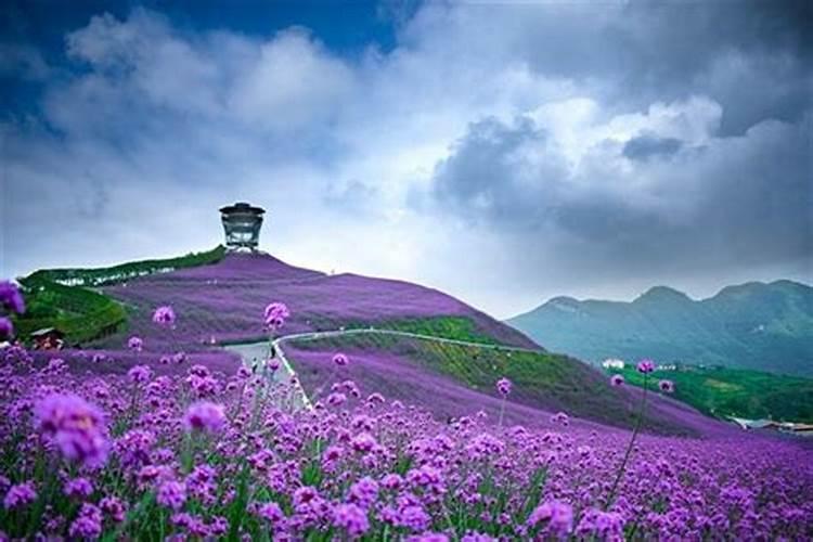 梦见看见花海