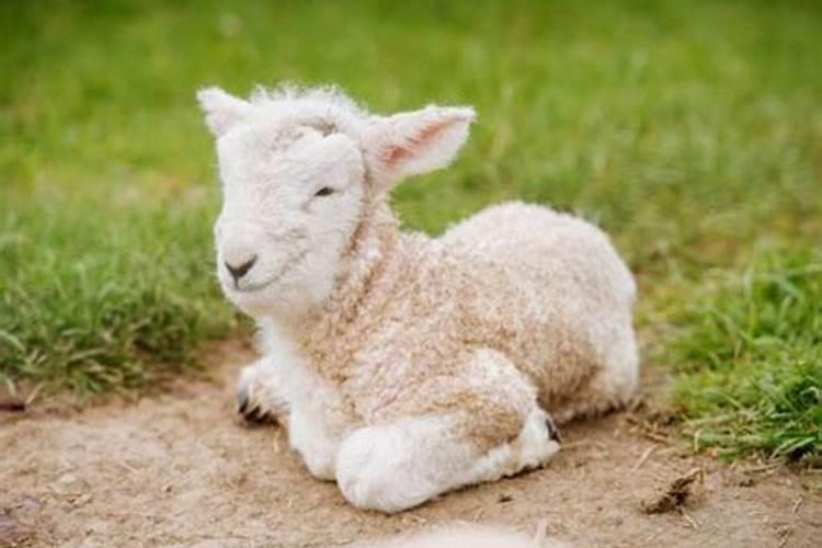 梦见好多绵羊是什么意思呢