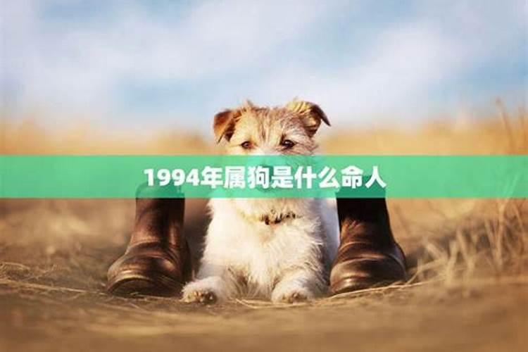 1994年是属狗的是什么命