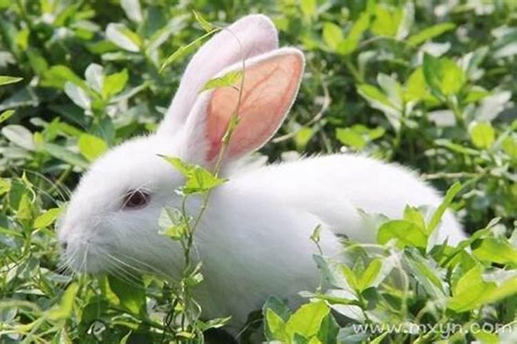 梦见兔子是什么征兆