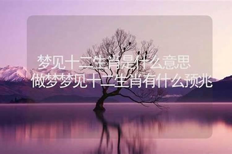 梦字是指什么生肖