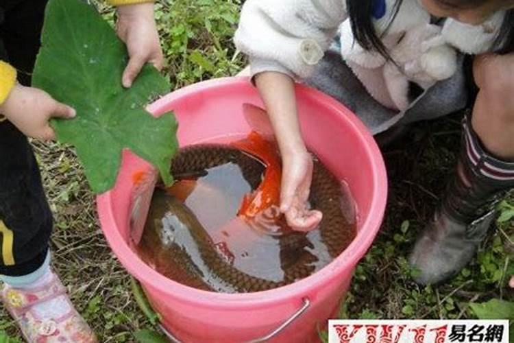 孕妇梦到红鱼是女孩吗还是男孩呢