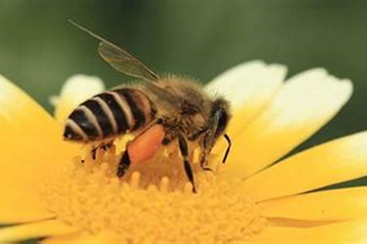 做梦梦到马蜂和蜜蜂