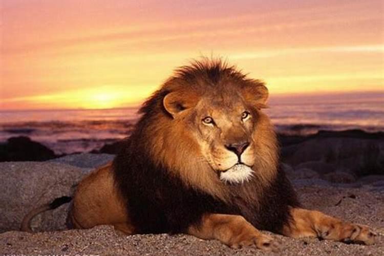 晚上做梦梦见狮子是什么意思