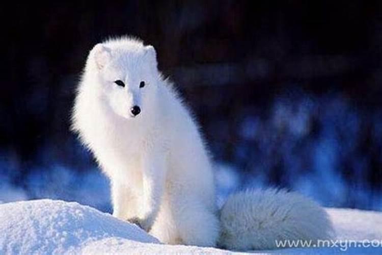 梦见白狐狸是什么
