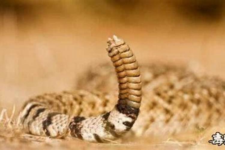 梦见蛇有很多尾巴