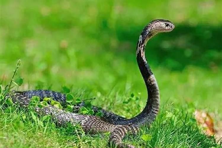 怀孕梦见蛇是什么预兆