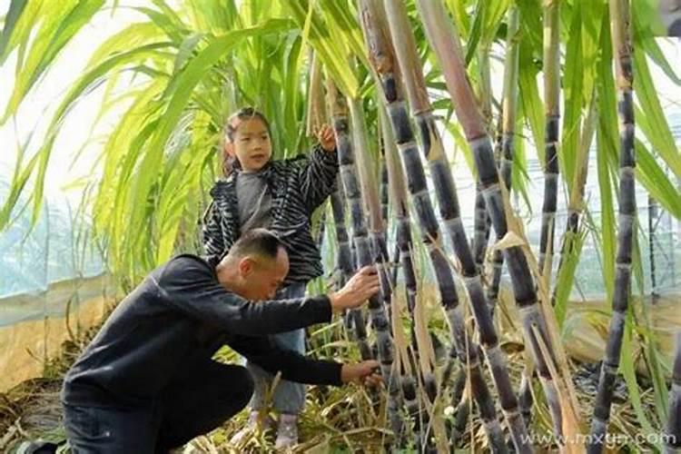 孕妇梦到种甘蔗是什么意思