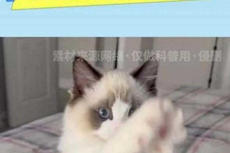 大头猫作揖老虎拜是什么生肖