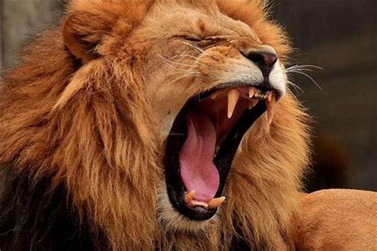 梦见狮子是什么预兆梦见狮子要吃人