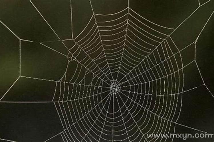 梦见蜘蛛网是什么意思周公解梦