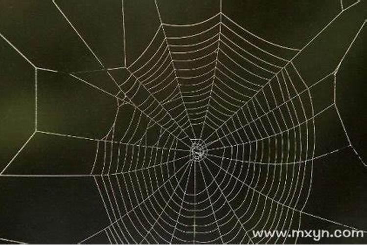 梦见蜘蛛网是什么意思孕妇