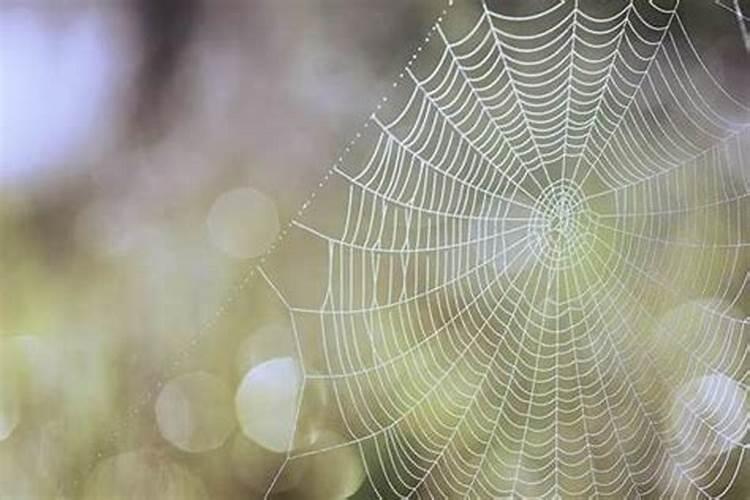 梦见蜘蛛和网是什么意思