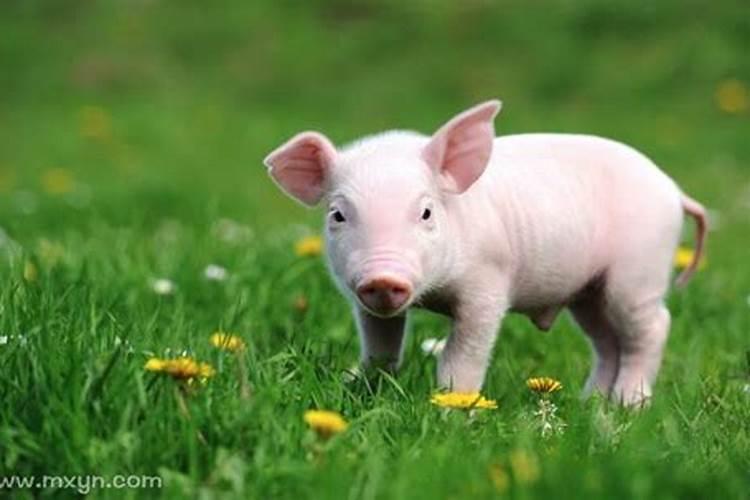 梦见小猪是什么意思