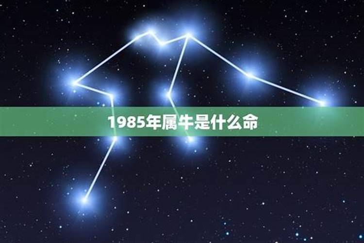 1985牛是什么五行属什么