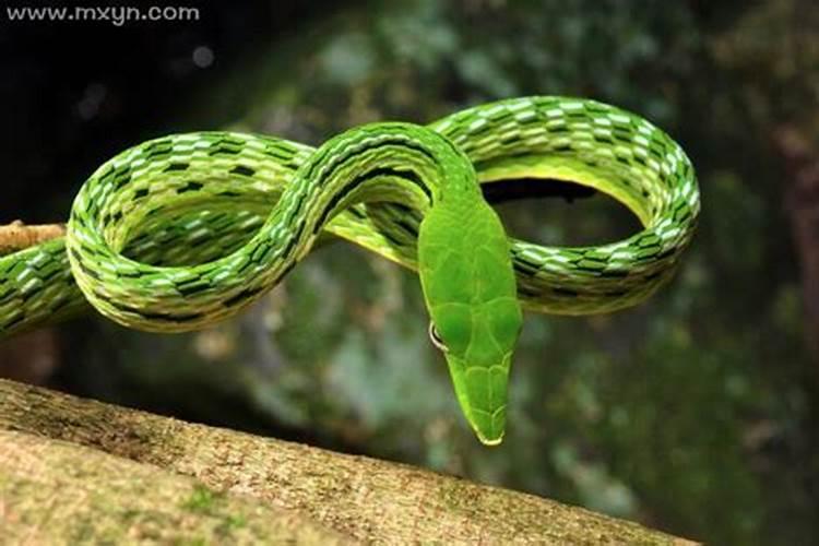 做梦梦见绿色的蛇是什么意思