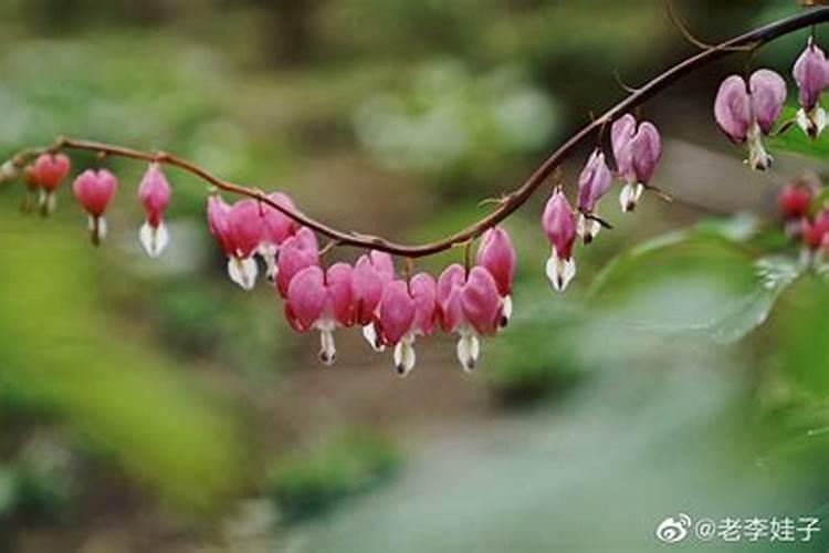 清明节一般开什么生肖的灯笼