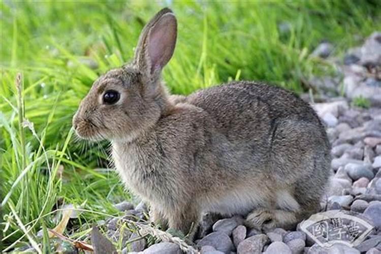63年属兔人寿命有多长2020年