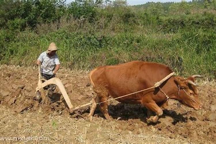 梦见牛犁田是什么意思周公解梦