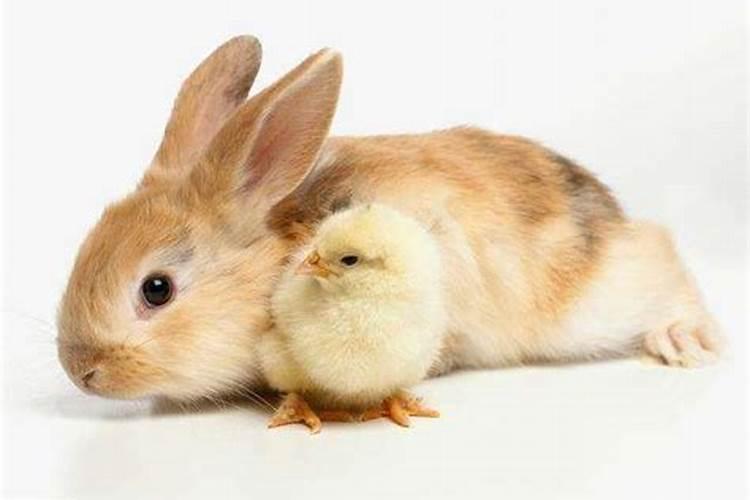 兔和鸡在一起有财运吗