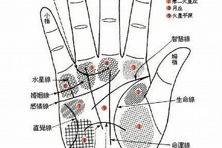 梦见吃枸杞周公解梦