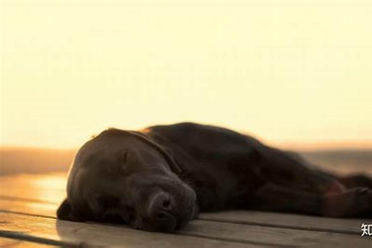 做梦梦见狗是什么意思的短视频