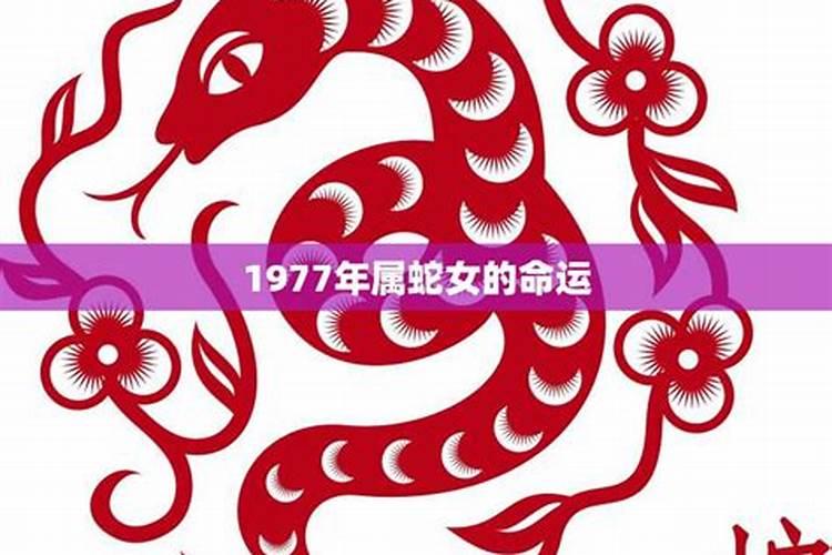 1949年属牛的命运