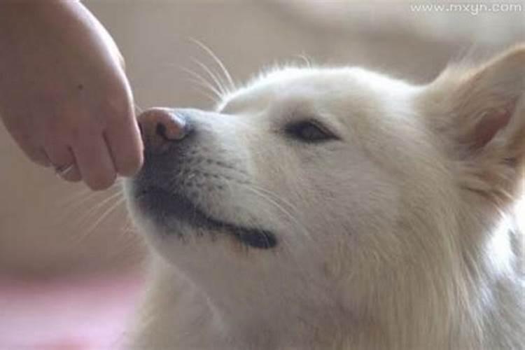 和猪最配的属相是什么生肖呢