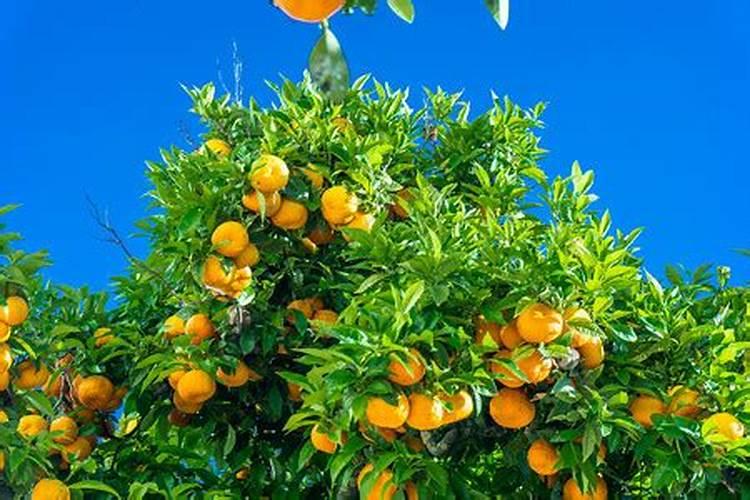 梦见树上橙子