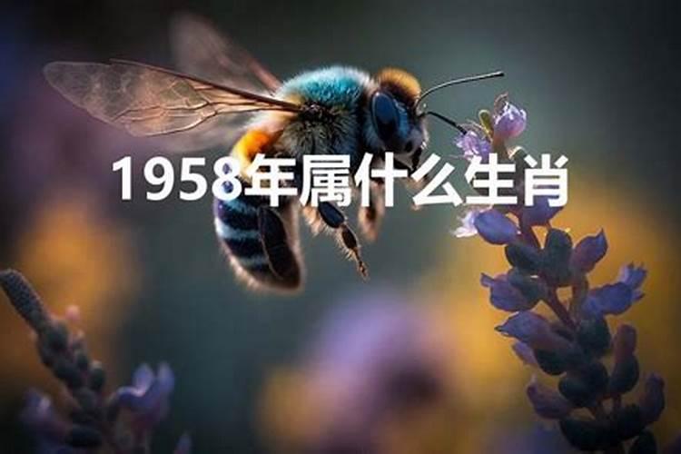 1958年属什么的