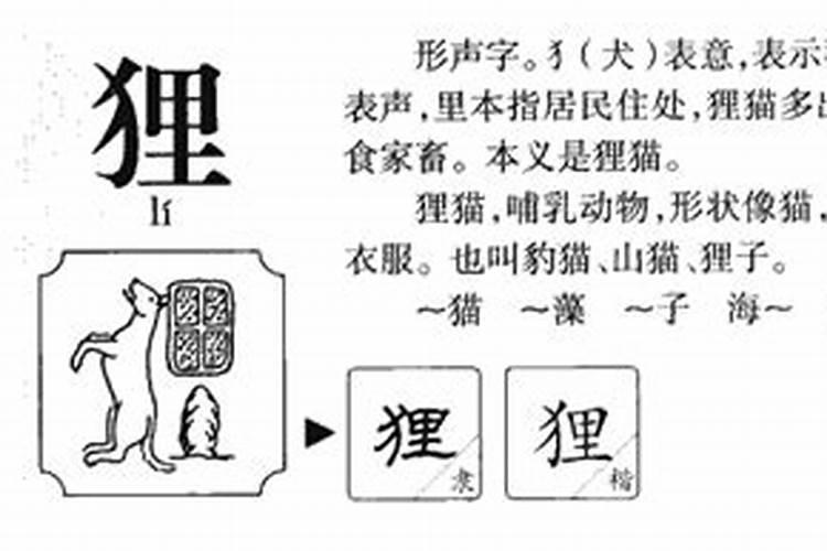 狸的五行属性