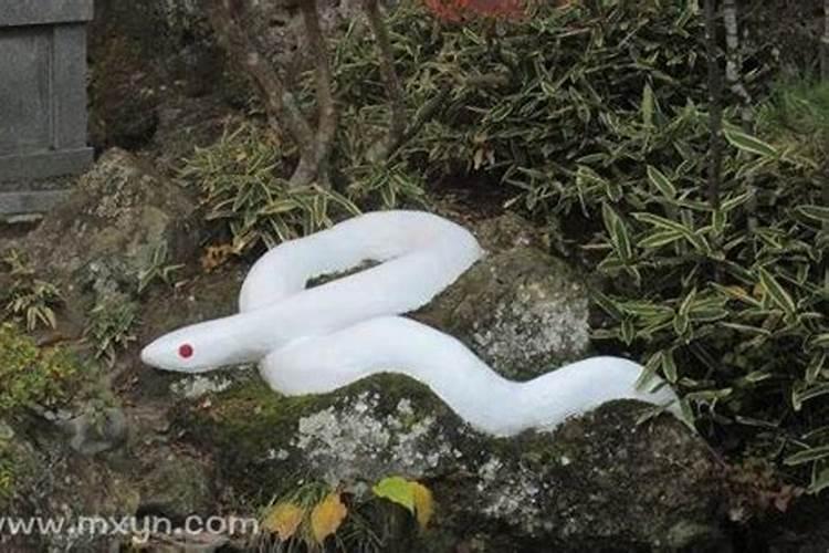 梦见有红蛇白蛇青蛇是什么意思周公解梦