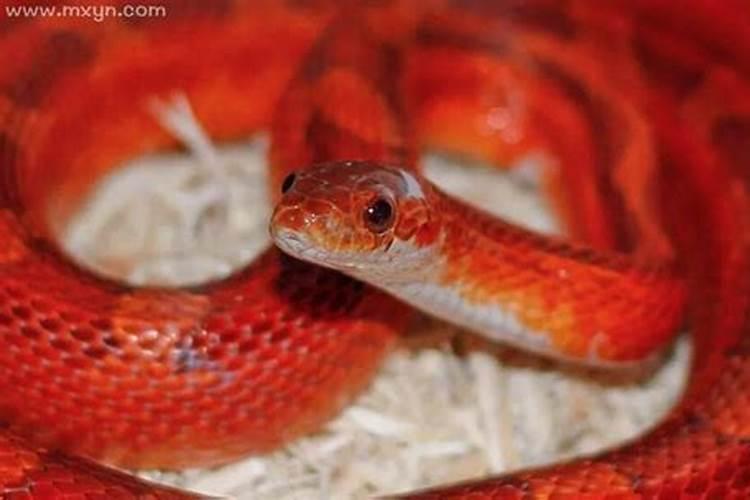 怀孕初期梦见红蛇是什么意思