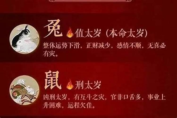 照片是指什么生肖呢