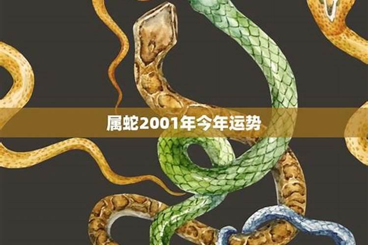 属蛇运势2023年运势每月运程