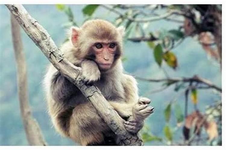 属猴的人是什么性格特点