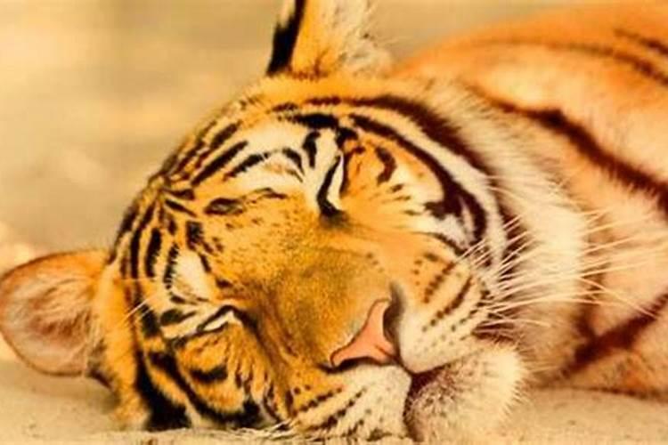 梦见老虎和小老虎是什么预兆解梦