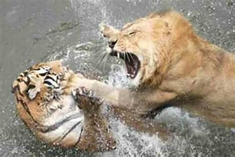 梦里梦见小老虎是我的,跟它玩不小心咬了手腕出了血