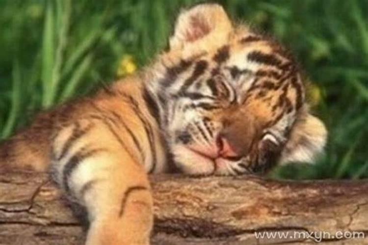 梦见看见小老虎是什么意思