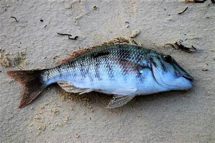 梦见死鱼是什么意思有什么预兆梦见鱼