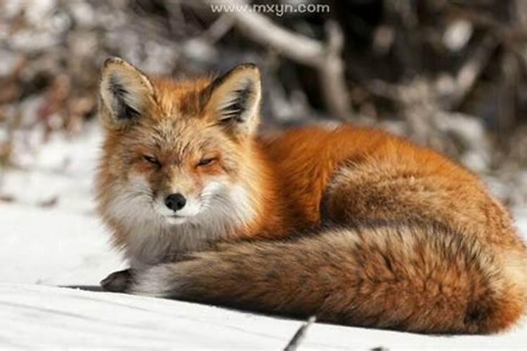 梦见狐狸什么意思