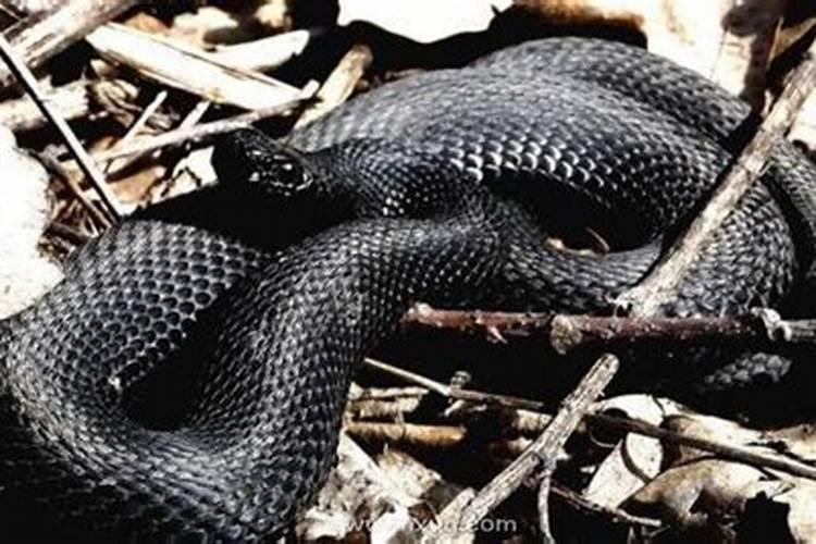做梦梦见一条大黑蛇是什么征兆