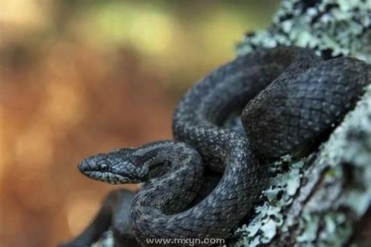 梦到一条很大的黑蛇是什么意思